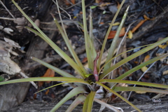 Tillandsia fasciculata
