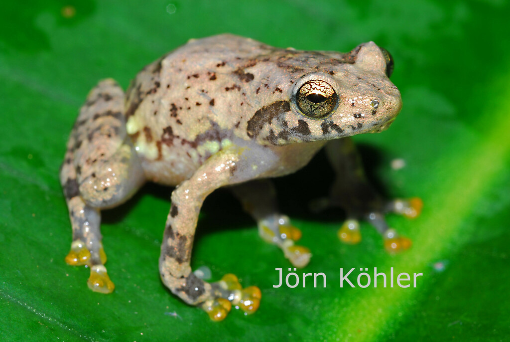 Cophyla maharipeo