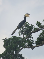 Anthracoceros coronatus