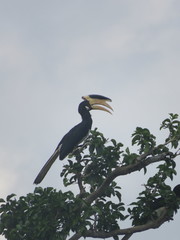 Anthracoceros coronatus