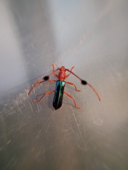 Compsocerus violaceus