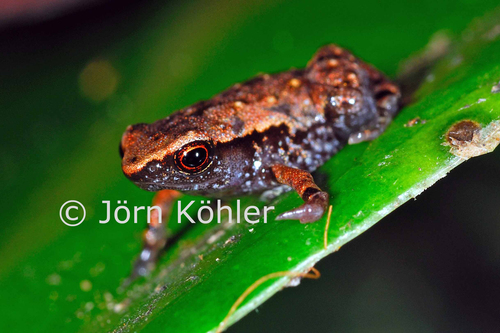 Stumpffia contumelia