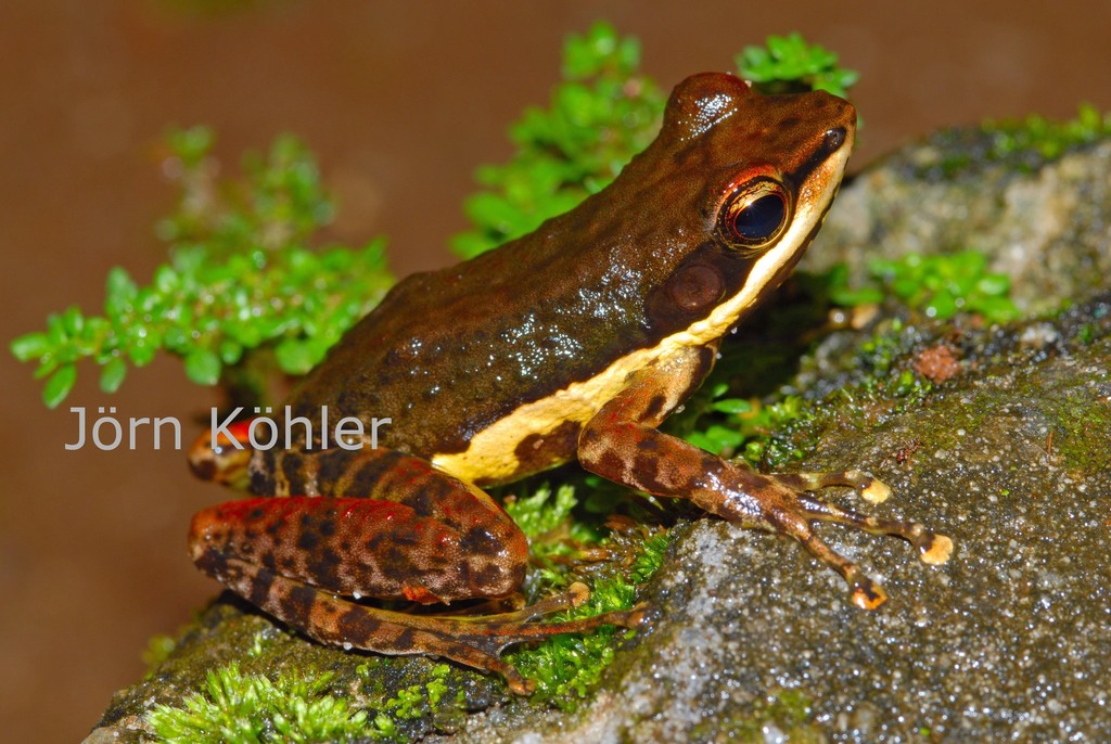 Mantidactylus ambony
