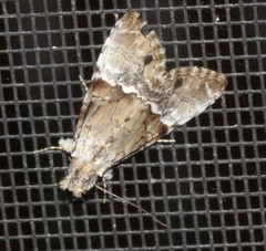 Alophosoma emmelopis