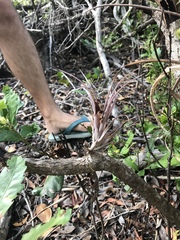 Tillandsia fasciculata