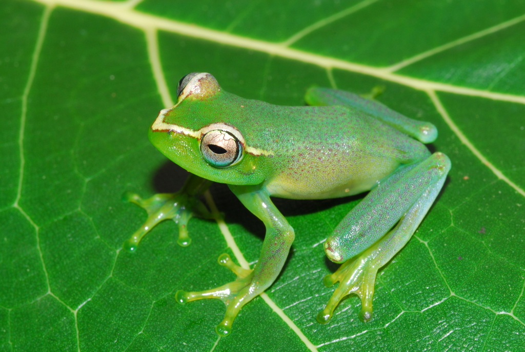 Baetke's Bright-Eyed Frog