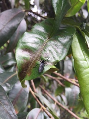 Penthetria neonigrita