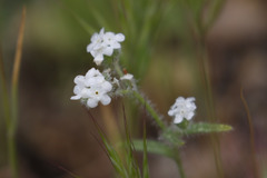 Plagiobothrys nothofulvus