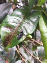 Penthetria neonigrita