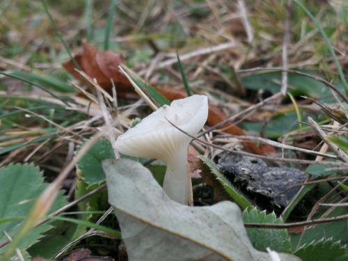 Lúčnica snehobiela (Cuphophyllus virgineus)