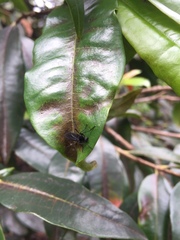 Penthetria neonigrita