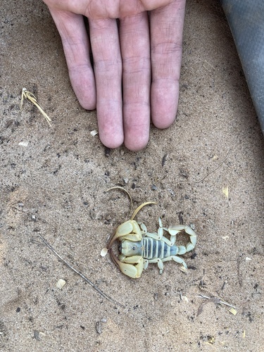 Kalahari Burrowing Scorpion