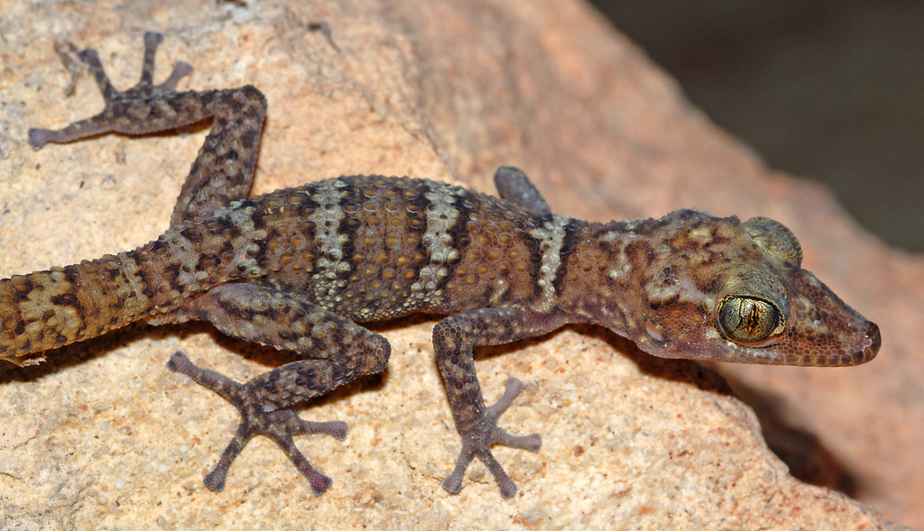 Grey-Banded Leaf-Toed Gecko