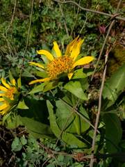 Wyethia glabra