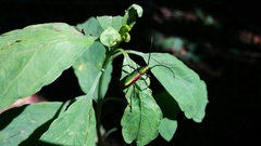 Chrysoprasis aurigena