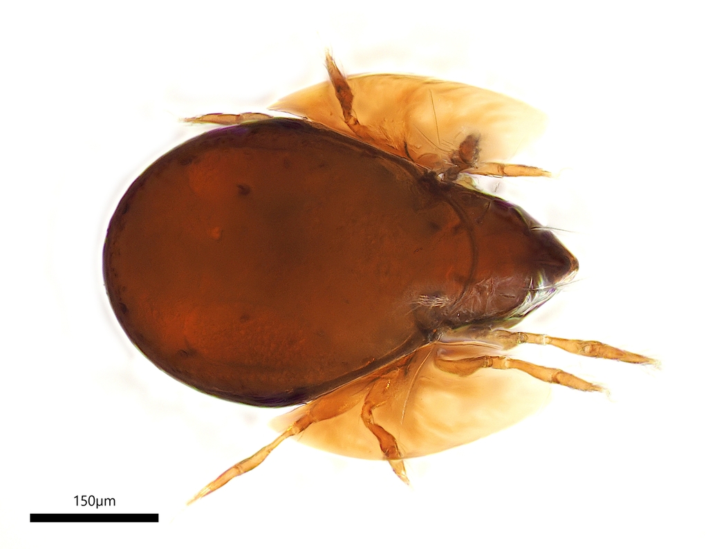 Parakalummidae