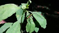 Chrysoprasis aurigena