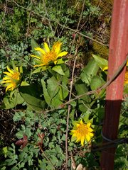Wyethia glabra