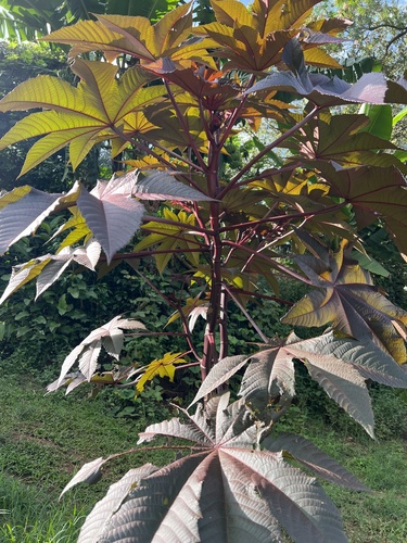 castor bean