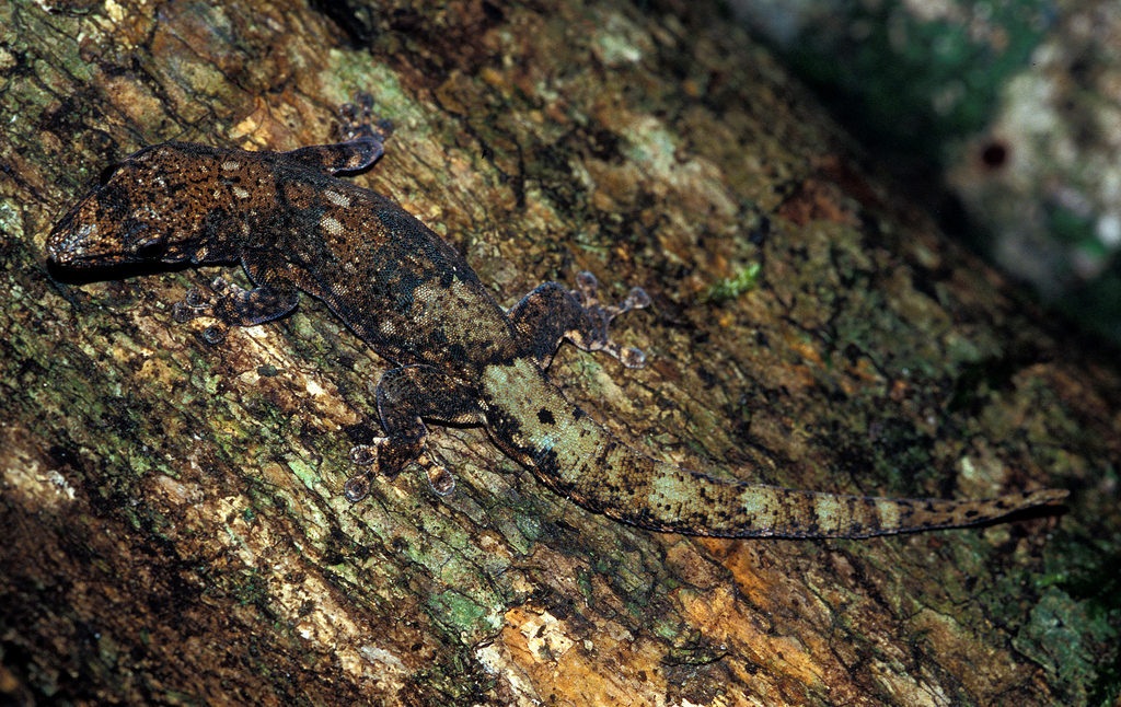 Tsingy de Bemaraha Day Gecko