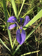 Iris brevicaulis