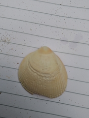 Laevicardium crassum