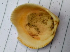 Laevicardium crassum