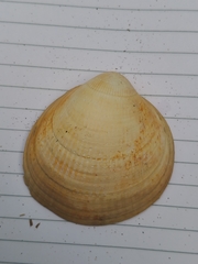 Laevicardium crassum