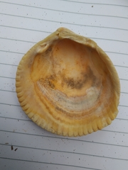 Laevicardium crassum