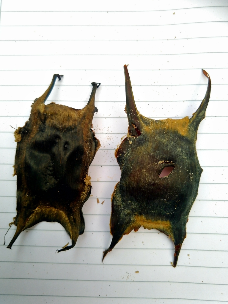 Photo of Thornback ray (Raja clavata)