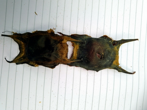 Photo of Thornback ray (Raja clavata)