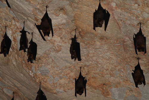 Hipposideros armiger