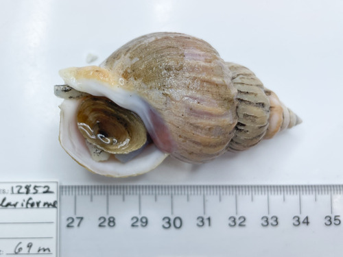 Buccinum scalariforme, 2019-08-29