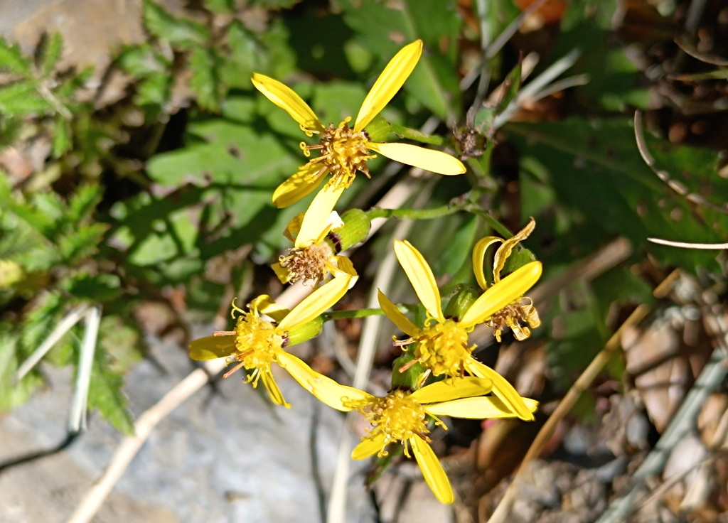 Alpine Ragwort from 605台灣嘉義縣阿里山鄉 on November 10, 2023 at 09:28 AM by ...