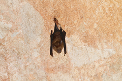 Hipposideros armiger
