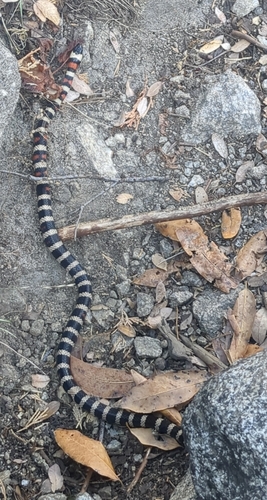 iNaturalist observation photo of California Mountain Kingsnake