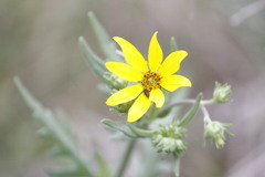 Engelmannia peristenia