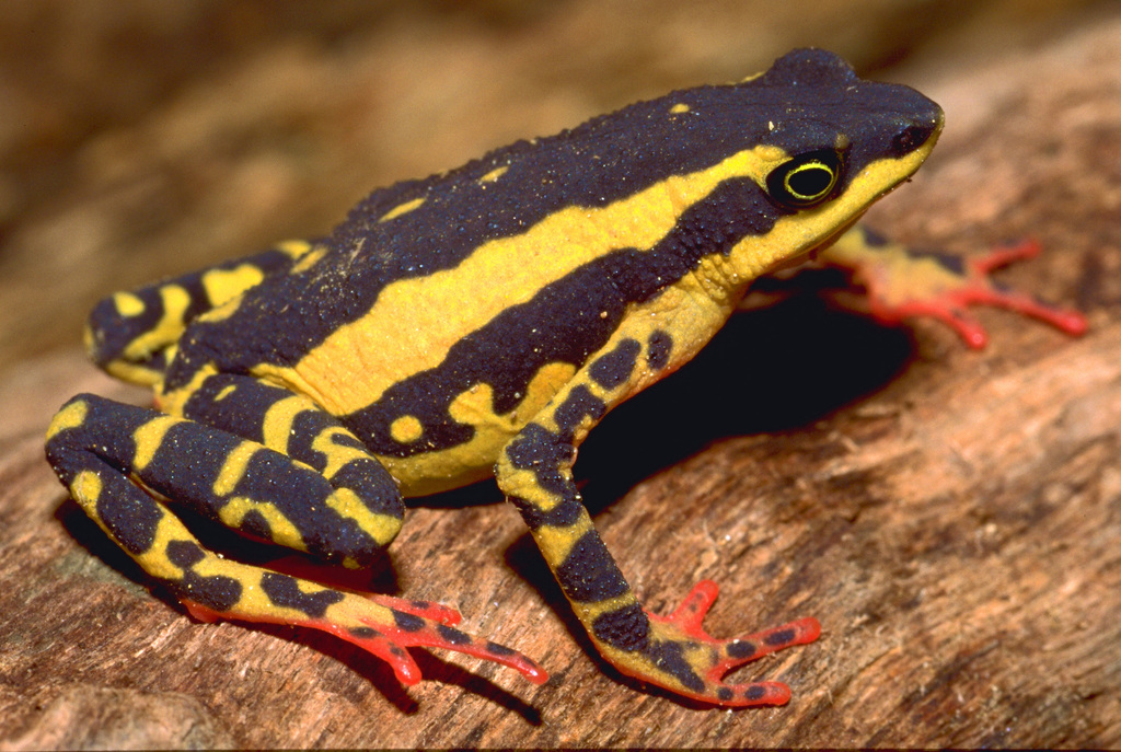 Bolivian Stubfoot Toad