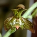 Catasetum cernuum - Photo chounder, ei tunnettuja tekijänoikeusrajoituksia (Tekijänoikeudeton)