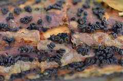 Cenangium ferruginosum