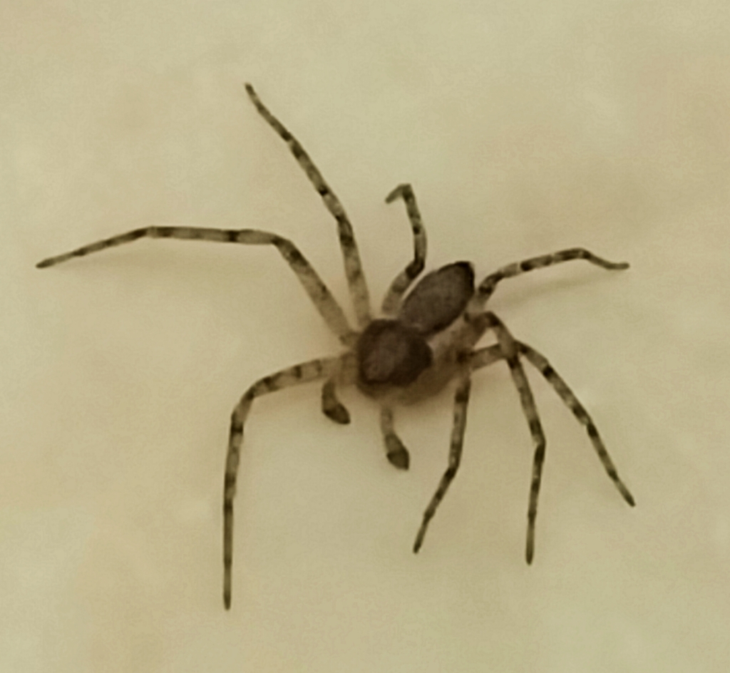 Running Crab Spiders from West Springfield, VA 22152, USA on November