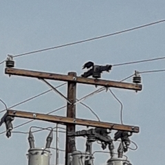 Corvus corax