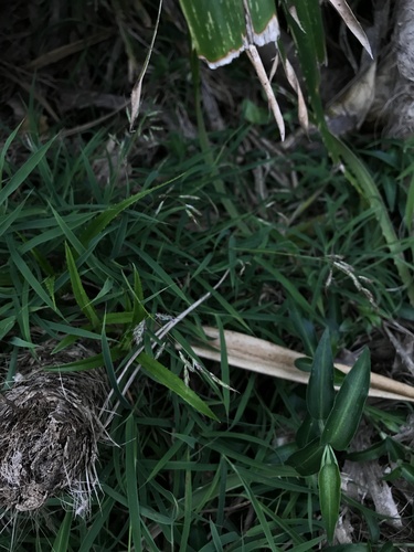 Capillipedium kwashotense observed 2023-10-30