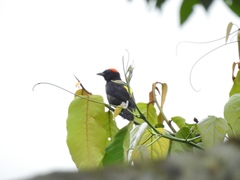 Heterospingus xanthopygius