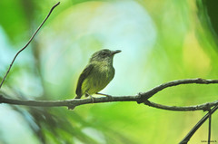 Oncostoma cinereigulare