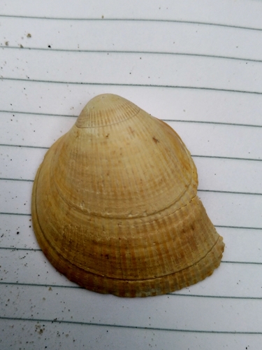 Norwegian Egg Cockle, zandmotor, photo 8 of 10