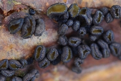 Cenangium ferruginosum