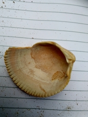 Laevicardium crassum