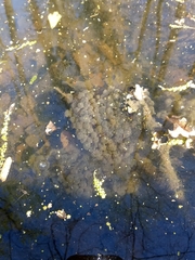 Rana latastei