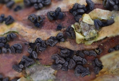 Cenangium ferruginosum